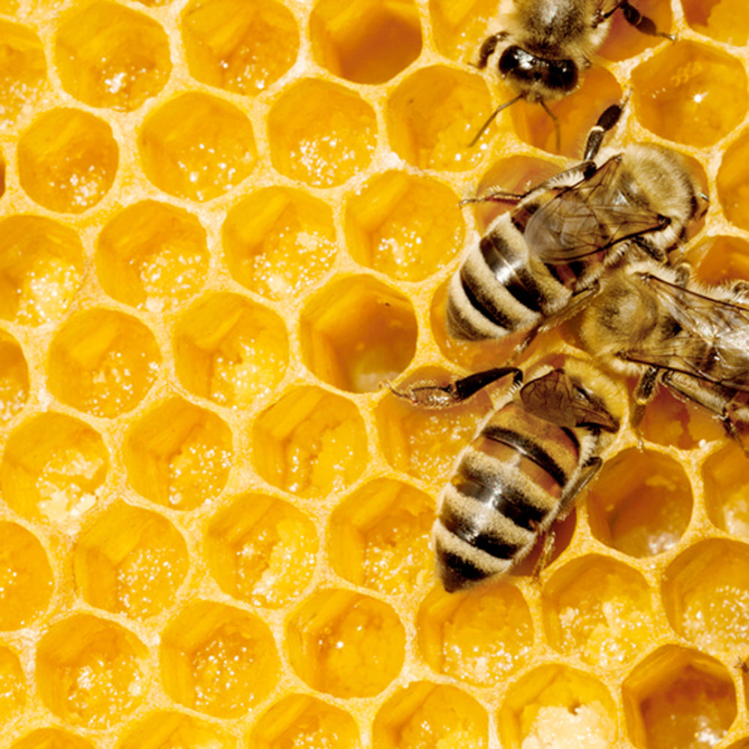 Real Honey Vs. Fake Honey